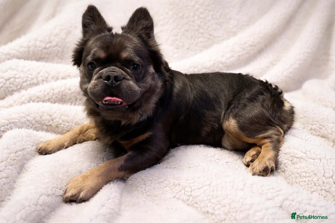 French Bulldog dogs for stud: KC Visual Fluffy Blue Tan  - Advert 5