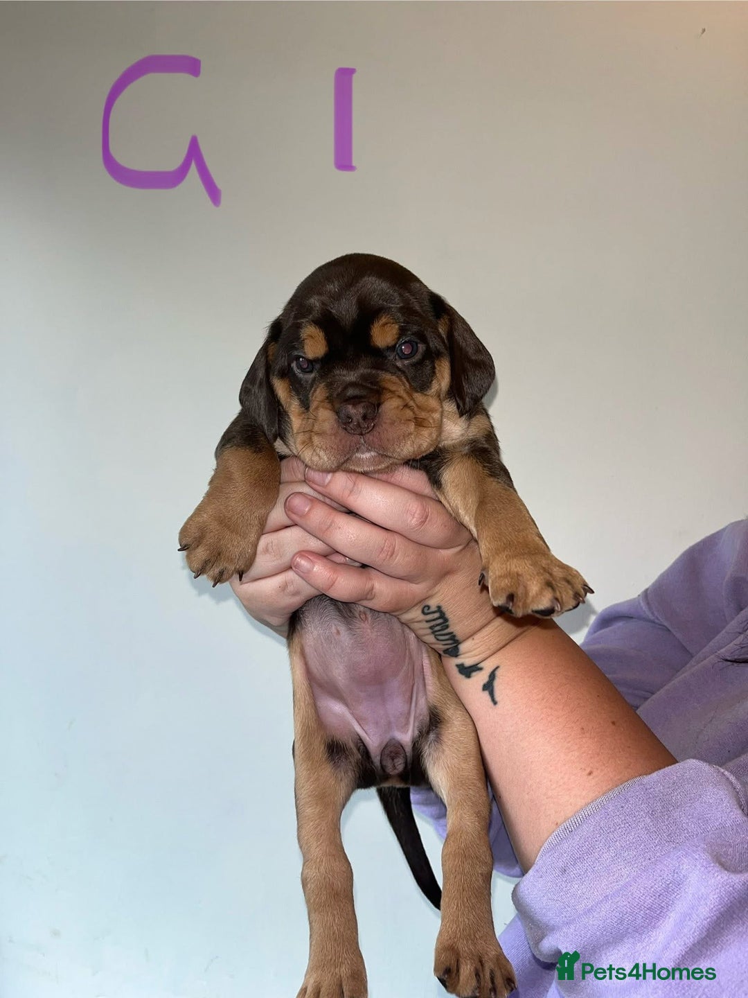 Mixed Breed dogs for sale: Puppies - Image 5