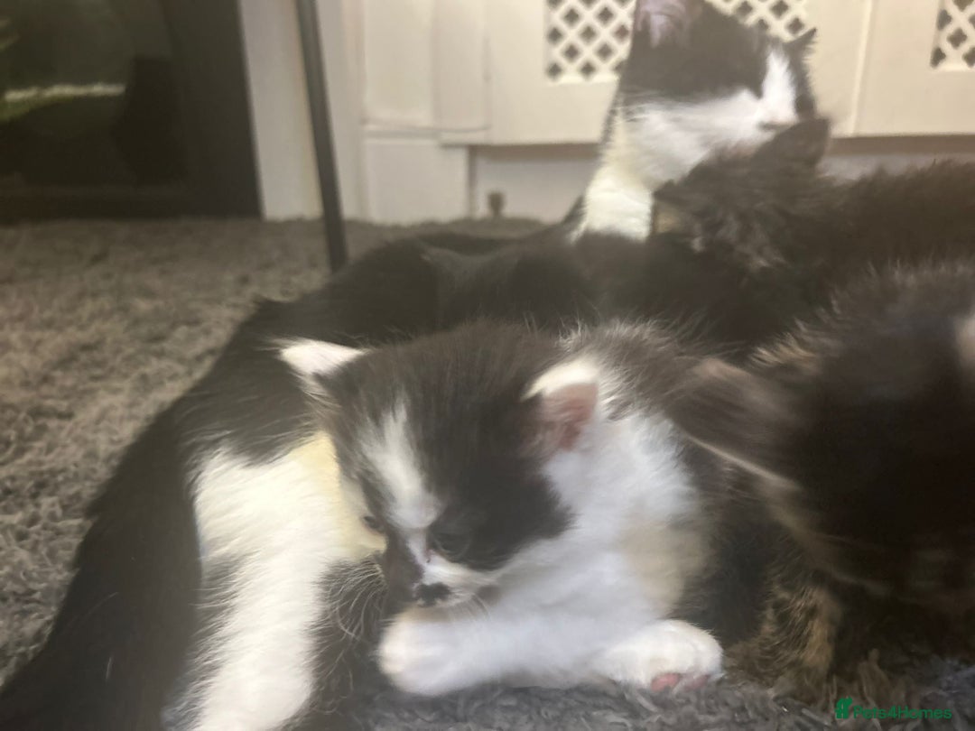 Mixed Breed cats for sale: Soft, Sweet, and Full of Fun…. - Advert 12