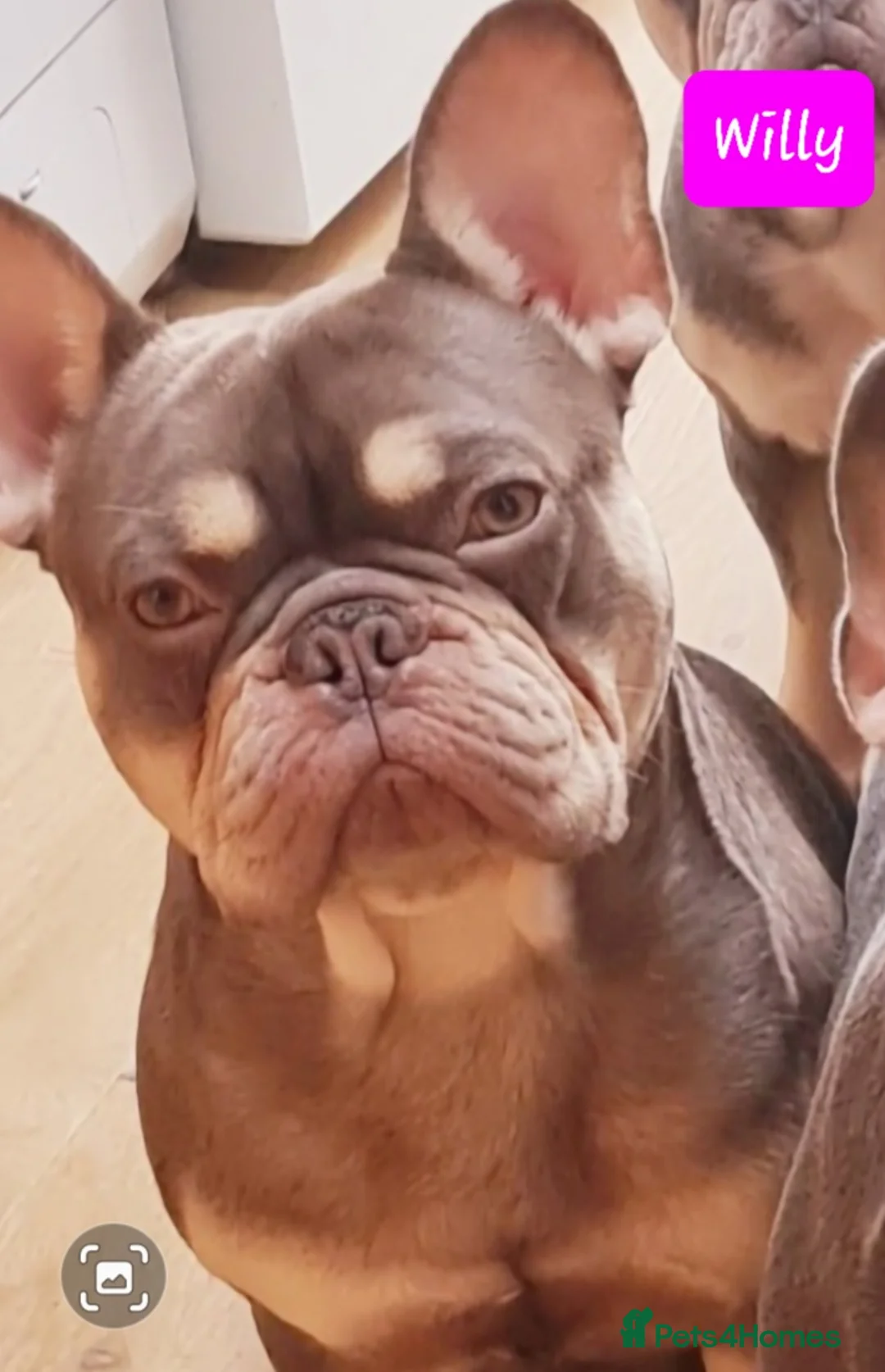 French Bulldog dogs for stud: KC TOP DRAW STUD Ramsgate  in Ramsgate - Advert 8