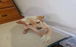 Golden Retriever dogs for sale: Golden retriever - Image 3