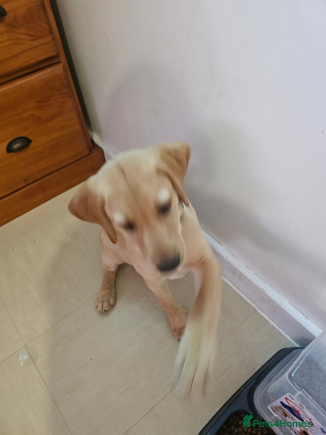 Golden Retriever dogs for sale: Golden retriever - Image 3