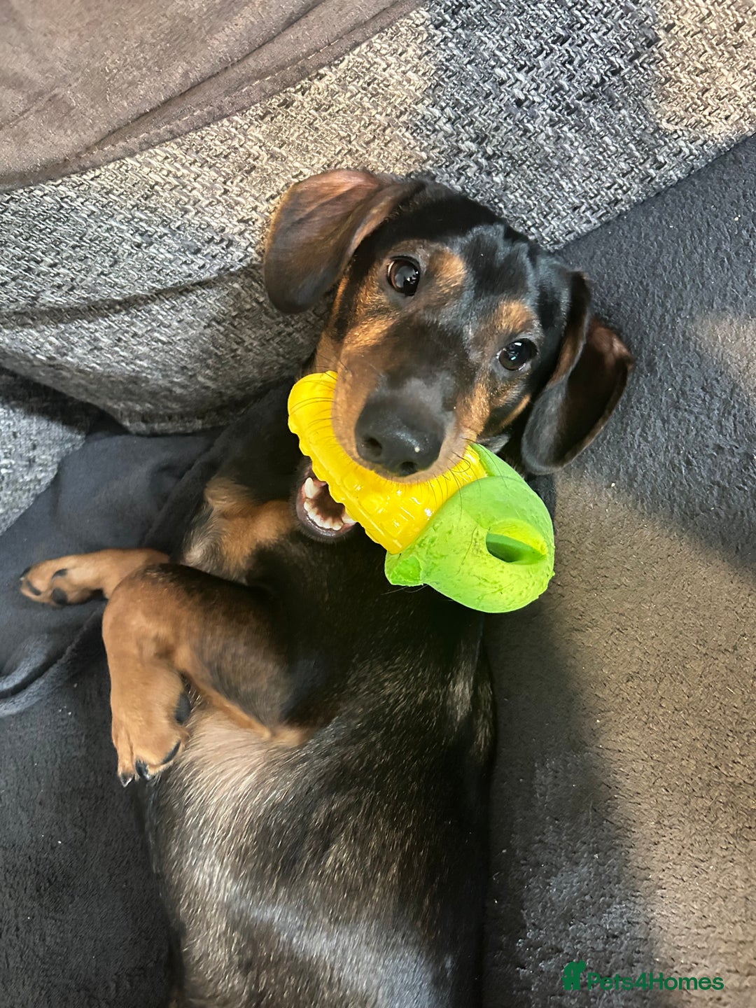 Dachshund dogs for sale: Male Dachshund for rehoming - Image 2