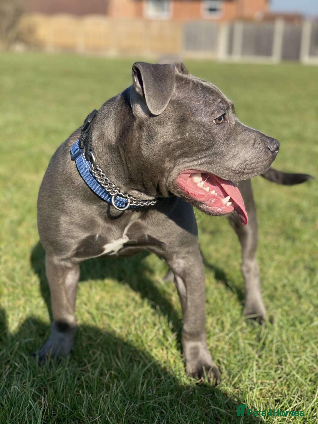 Staffordshire Bull Terrier dogs for stud: Meho stud dog - Advert 22