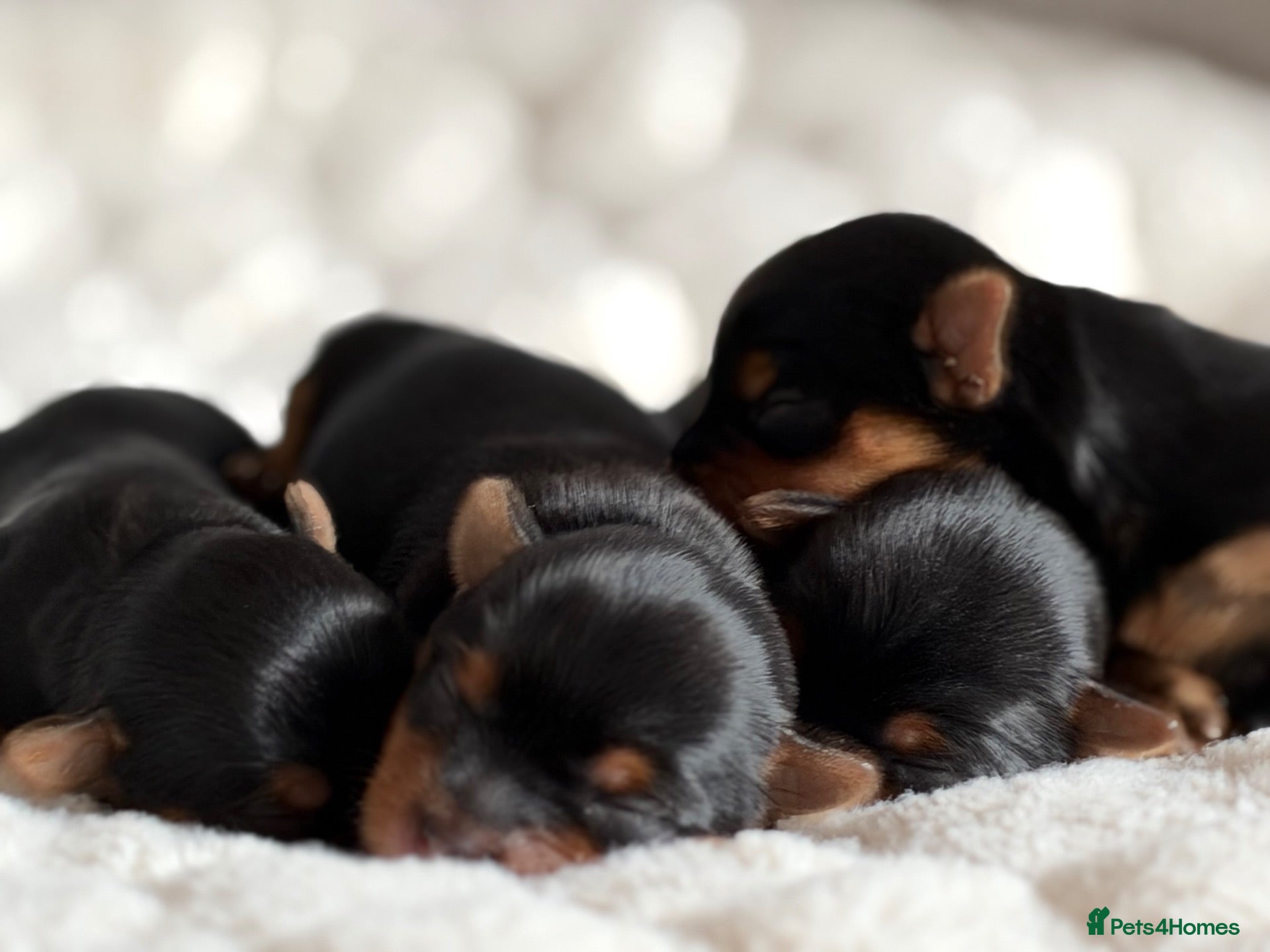 Yorkshire Terrier dogs Beautiful Yorkshire Terrier Puppies KC reg. - Advert 6