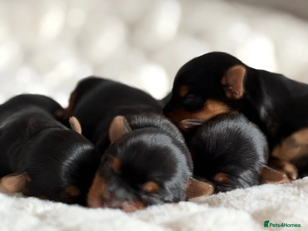 Yorkshire Terrier dogs for sale: Beautiful Yorkshire Terrier Puppies KC reg. - Advert 1