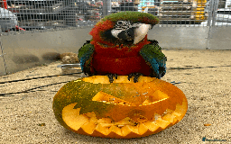 Macaws birds for sale: Gorgeous baby handreared Harlequin  - Image 1
