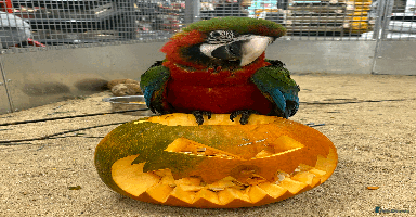 Macaws birds - Advert 8
