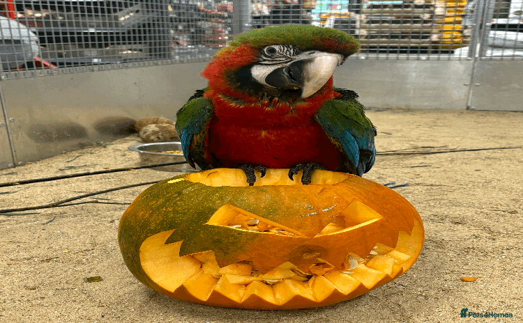 Macaws birds - Advert 2