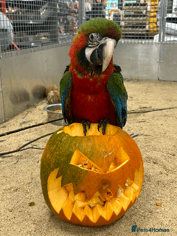 Macaws birds - Advert 2