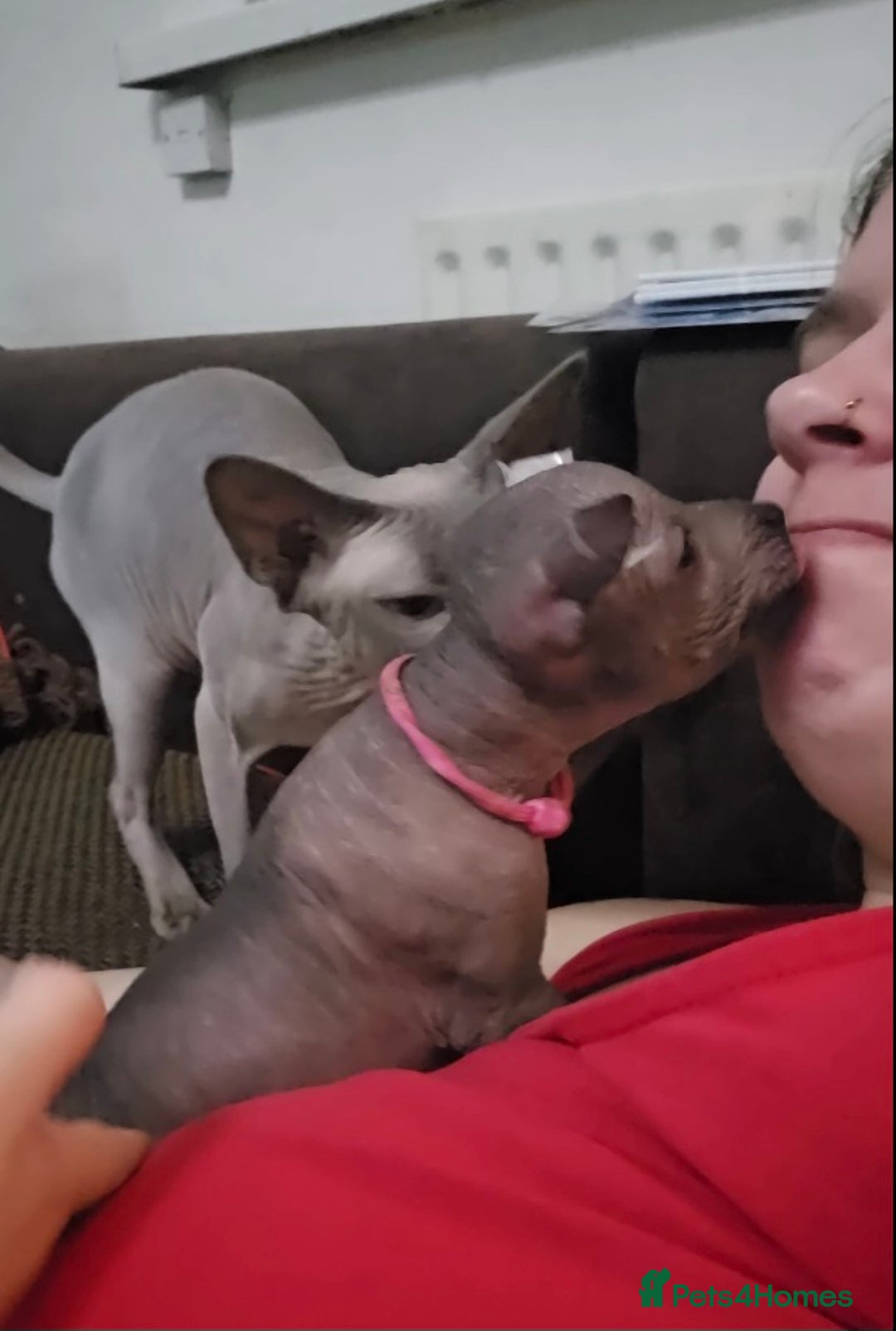 Mexican Hairless dogs for sale: Kc registered Xoloitzcuintle miniature puppies  - Advert 13