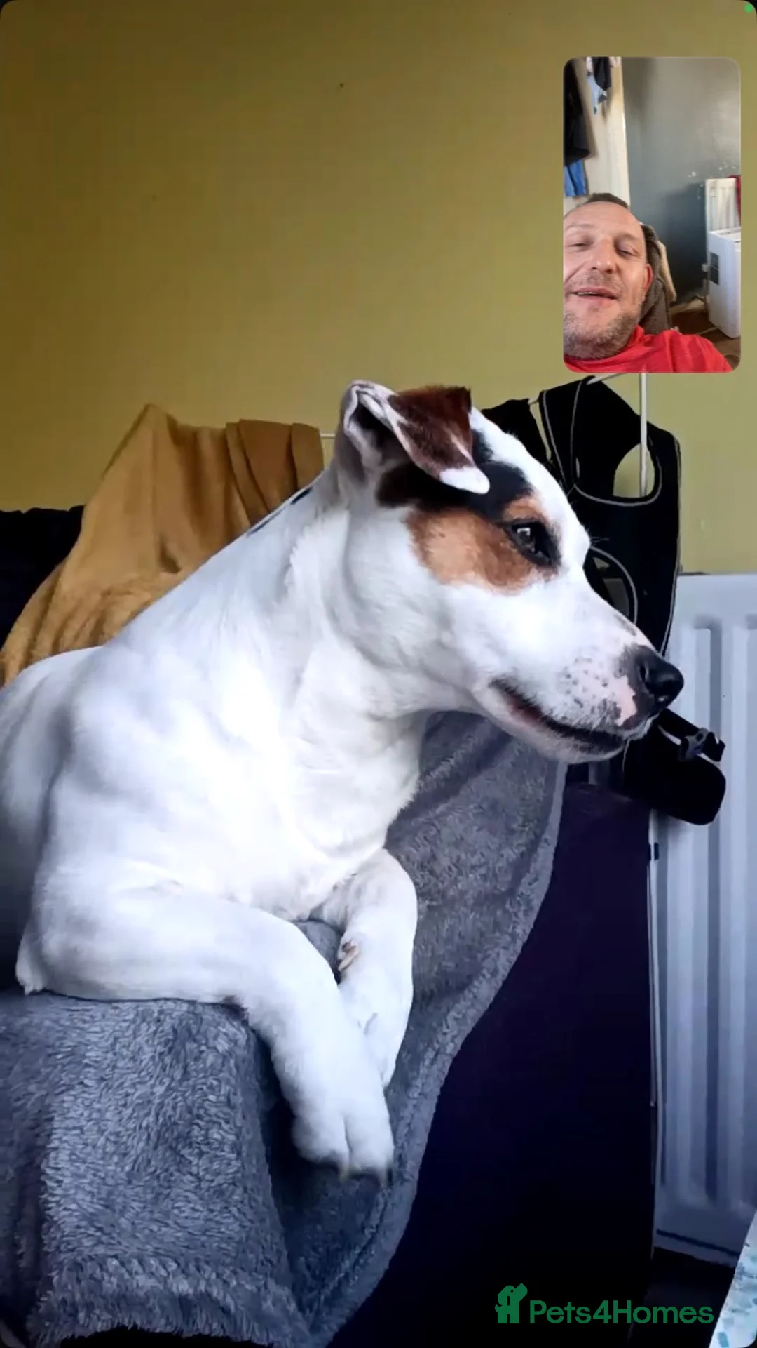 Jack Russell dogs for stud: Absolute stunning male tri Jack Russell for STUD🐶 - Advert 6