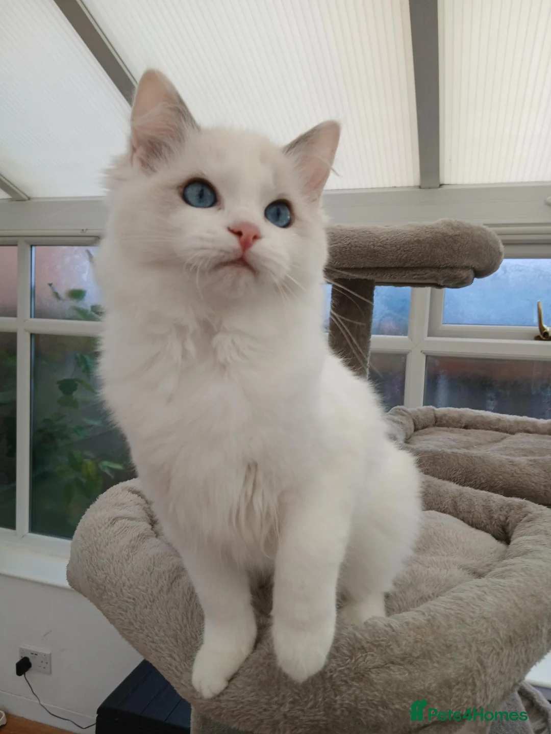 Ragdoll cats for sale: Rare High White Ragdoll Girl – Champion Line - Advert 1