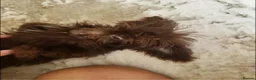 Cavapoo dogs for sale: F1B Cavapoo puppies - Advert 6