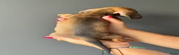 Miniature Dachshund dogs for sale: Miniature Smooth Dachshund Puppies  in Torquay - Advert 20