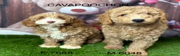 Cavachon dogs for sale: Stunning Cavapoochon Puppies licensed breeder  - Advert 2