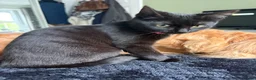 Mixed Breed cats for sale: Needs refining asap  - Advert 2