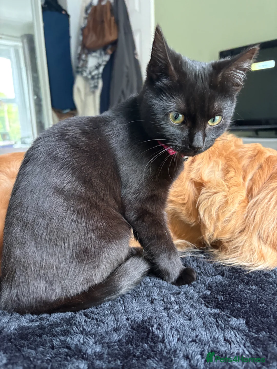 Mixed Breed cats for sale: Needs refining asap  - Advert 2