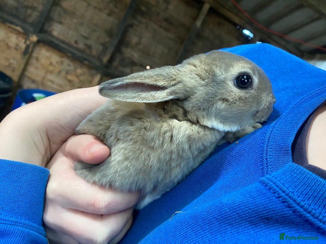 Mixed Breed rabbits for sale: Mini Rex / mini Rex cross - Advert 4