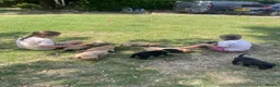 Labrador Retriever dogs for sale: Adorable KC registered Labrador puppies  - Advert 4