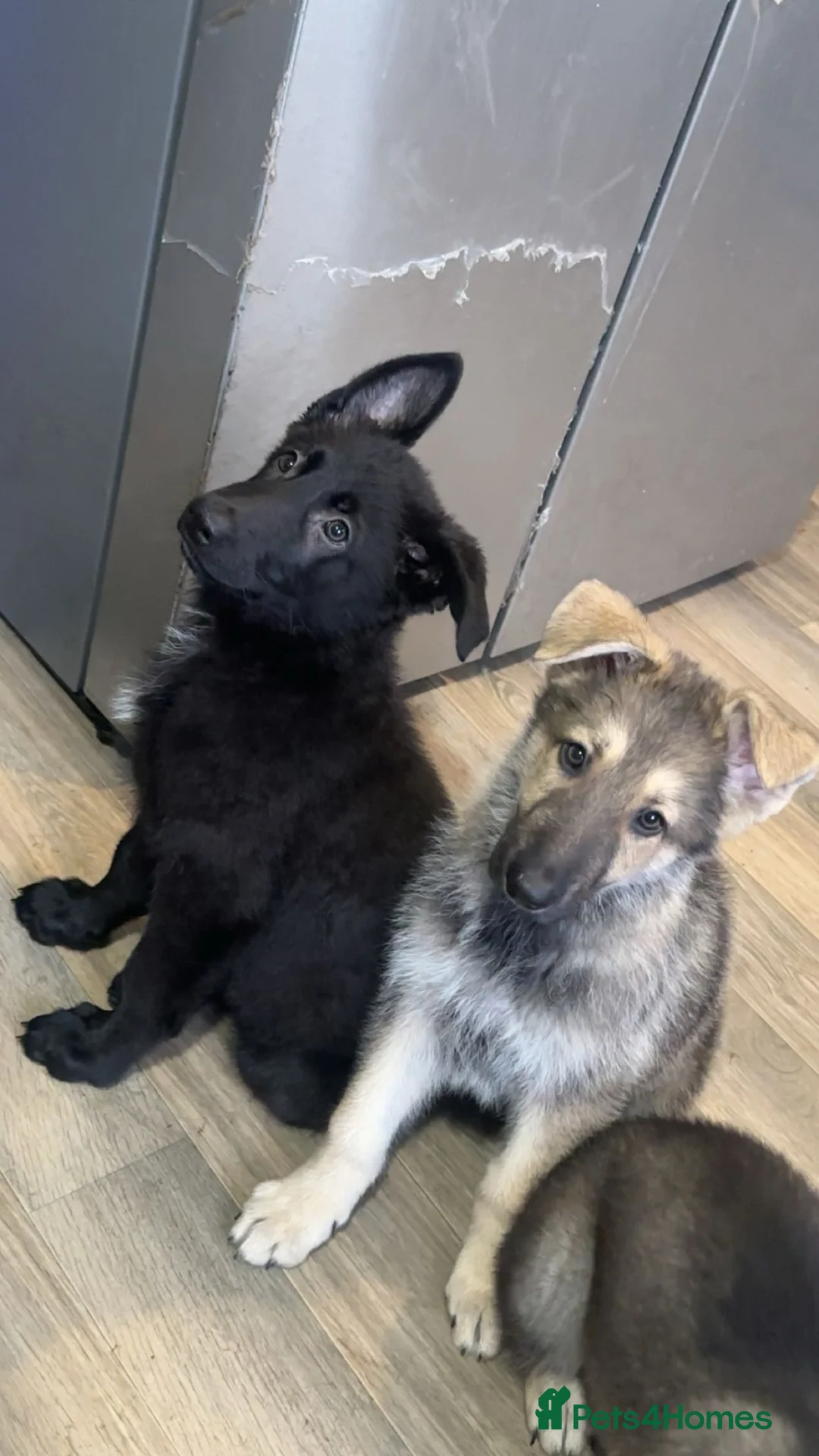 German Shepherd dogs for sale: German Shepherd - Advert 2