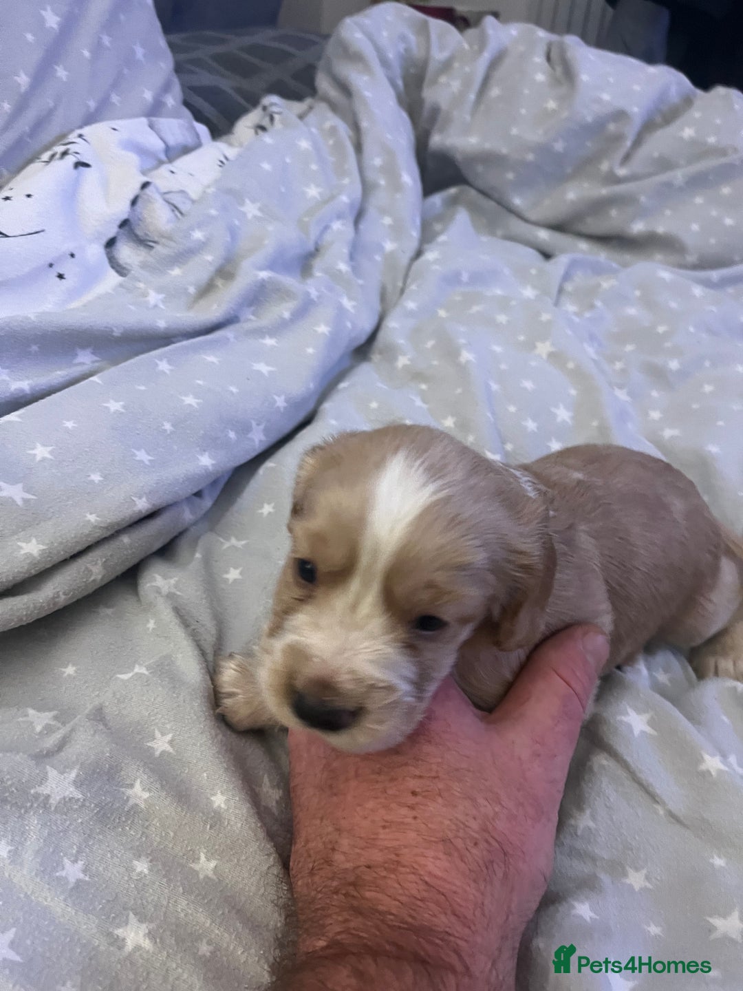 Mixed Breed cats for sale: SPROCKER SPANIEL PUPPIES  - Advert 1