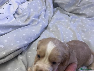 Mixed Breed cats SPROCKER SPANIEL PUPPIES - Advert 1