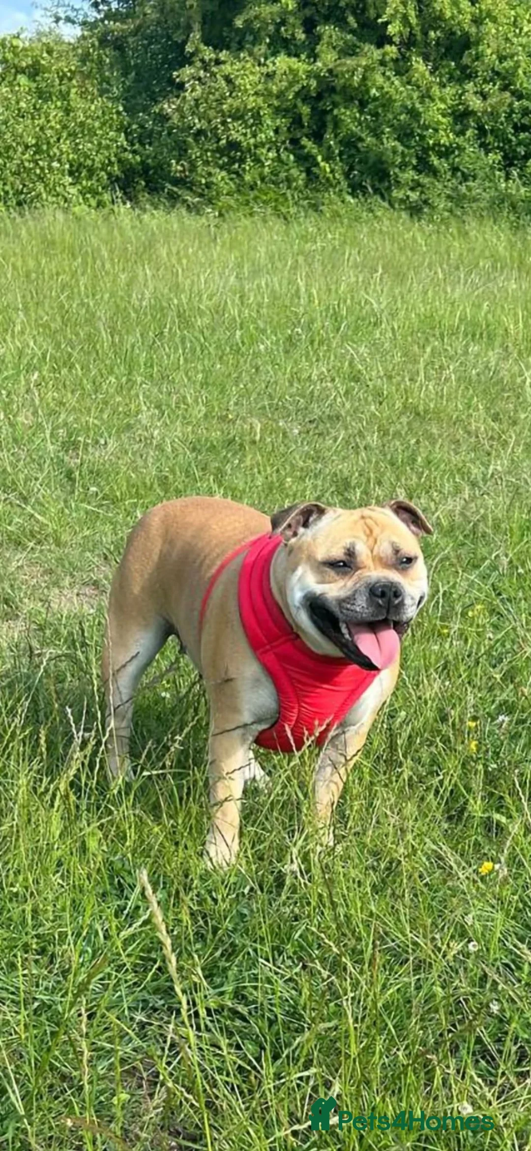 Staffordshire Bull Terrier dogs for sale: Confirmed pregnancy  of 7  - Advert 2