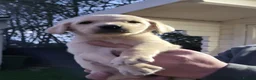 Labrador Retriever dogs for sale: Labrador puppies  - Advert 16