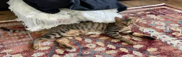 Mixed Breed cats for adoption: Ziggy! An absolute bundle of joy and quirckness - Advert 7