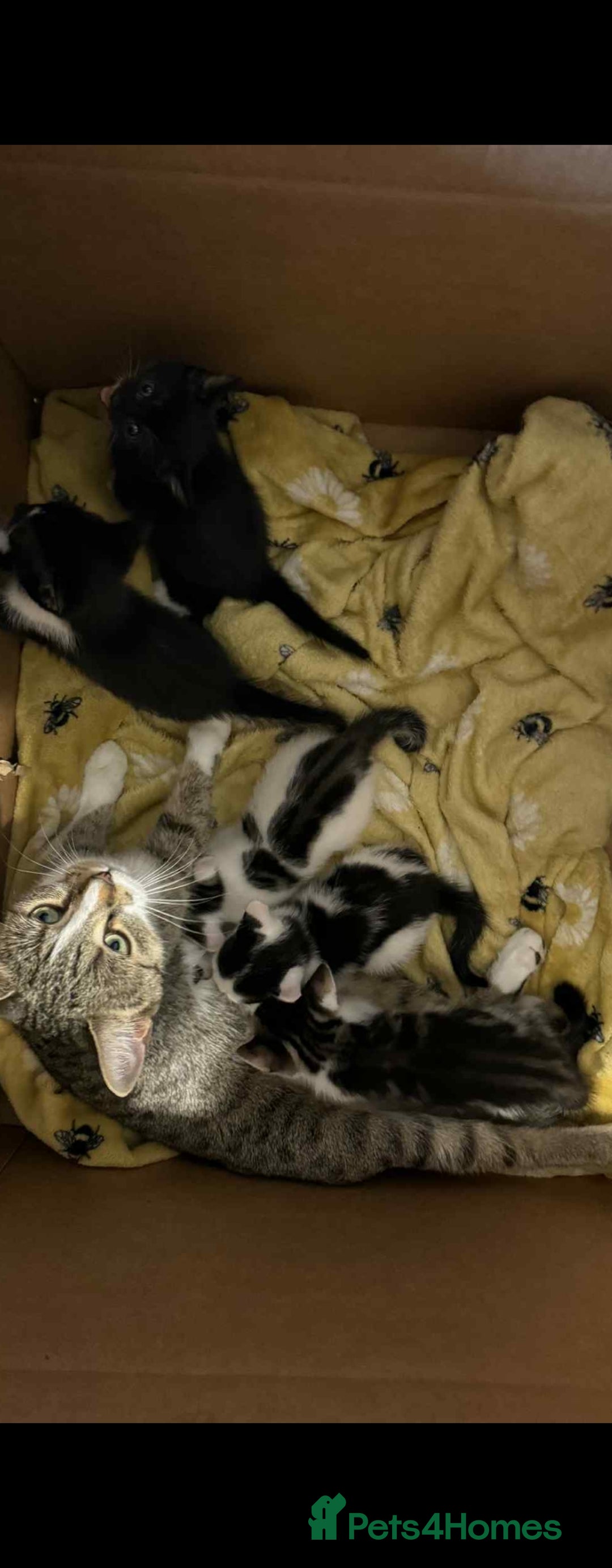 Mixed Breed cats for sale: Mixed bread kittens - Image 10