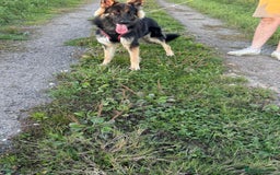 German Shepherd dogs for sale: Marley - Image 2