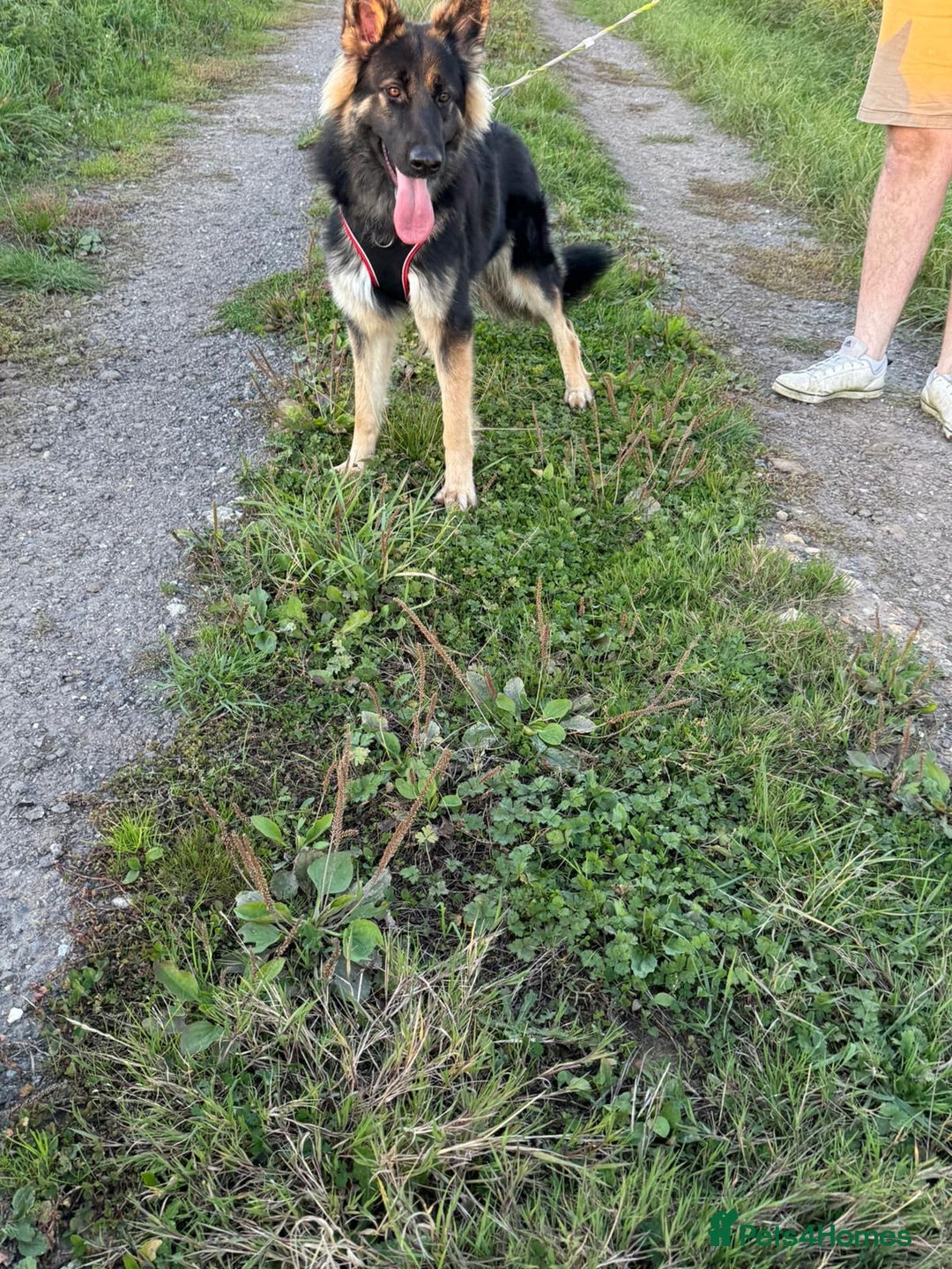 German Shepherd dogs for sale: Marley - Image 2