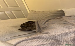 Old Tyme Bulldog dogs for sale: Poppy - Image 8