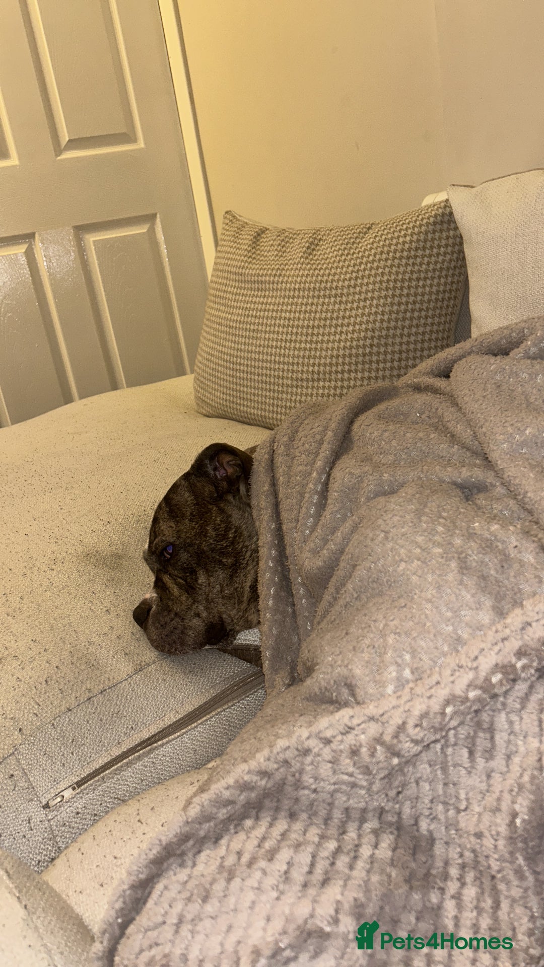 Old Tyme Bulldog dogs for sale: Poppy - Image 8