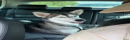 Siberian Husky dogs for sale: 19 month old Siberian husky  - Advert 1
