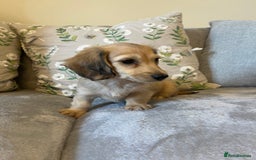 Miniature Dachshund dogs for sale: READY NOW Miniature long hair dachshund  - Image 27