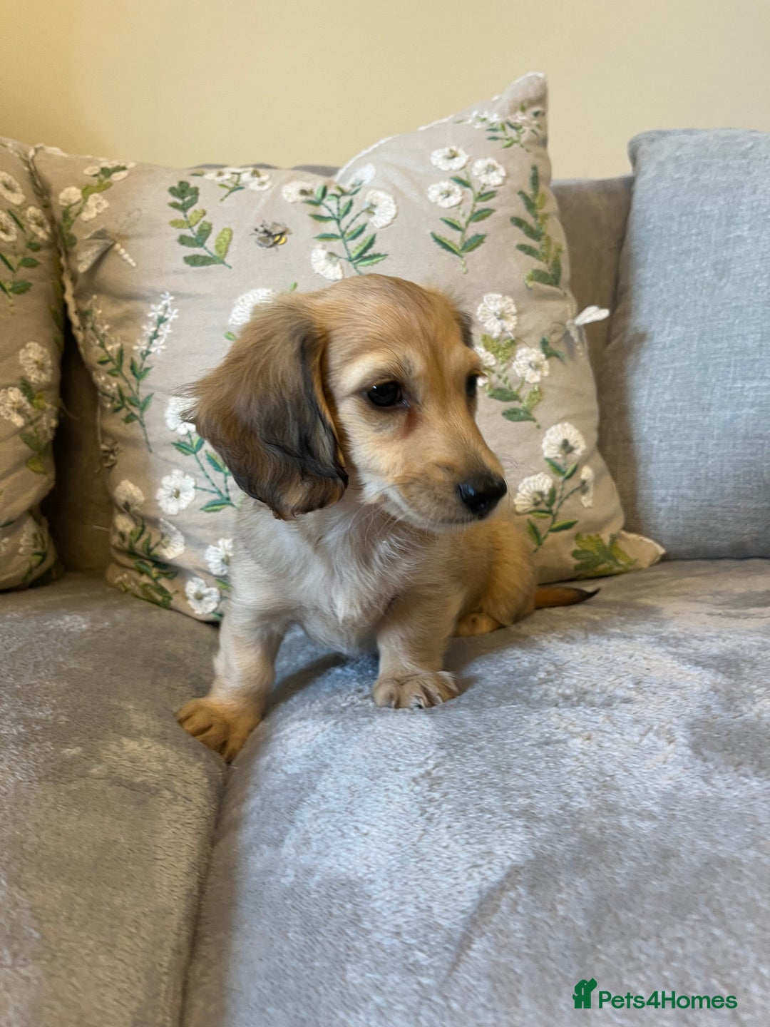 Miniature Dachshund dogs for sale: READY NOW Miniature long hair dachshund  - Image 27