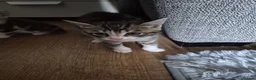 Domestic Shorthair cats for sale: Beautiful black and tabby babies  - Advert 15