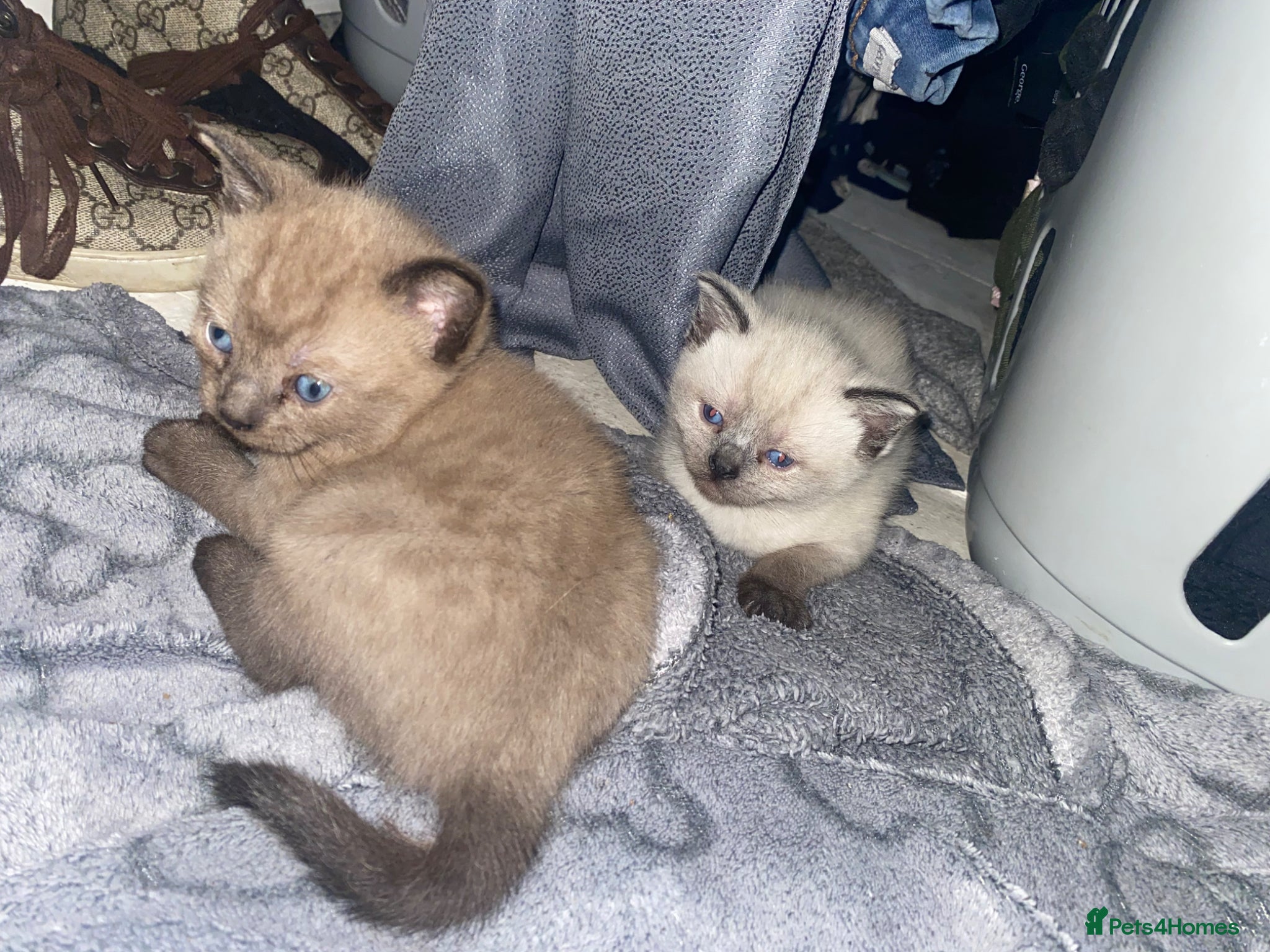 Neva Masquerade cats for sale: Kittens  in Chelmsford - Advert 3