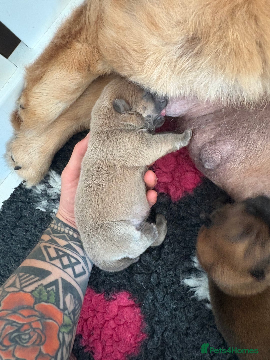 Chow Chow dogs for sale: Standard CH Champion Bloodline chow chows - Image 7