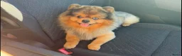 Pomeranian dogs for sale: Beautiful Black Pomeranian Girl 🩷 in Liverpool - Advert 6