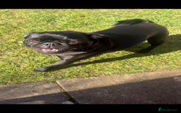 Pug dogs for sale: Beautiful pug sadly for sale - Image 1