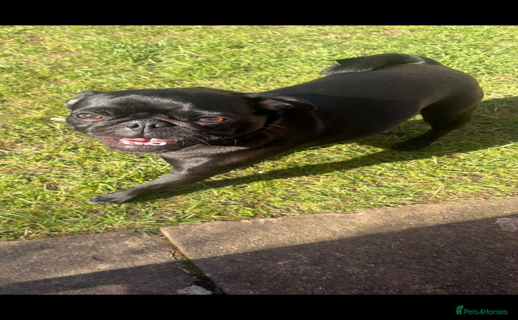 Pug dogs - Advert 1