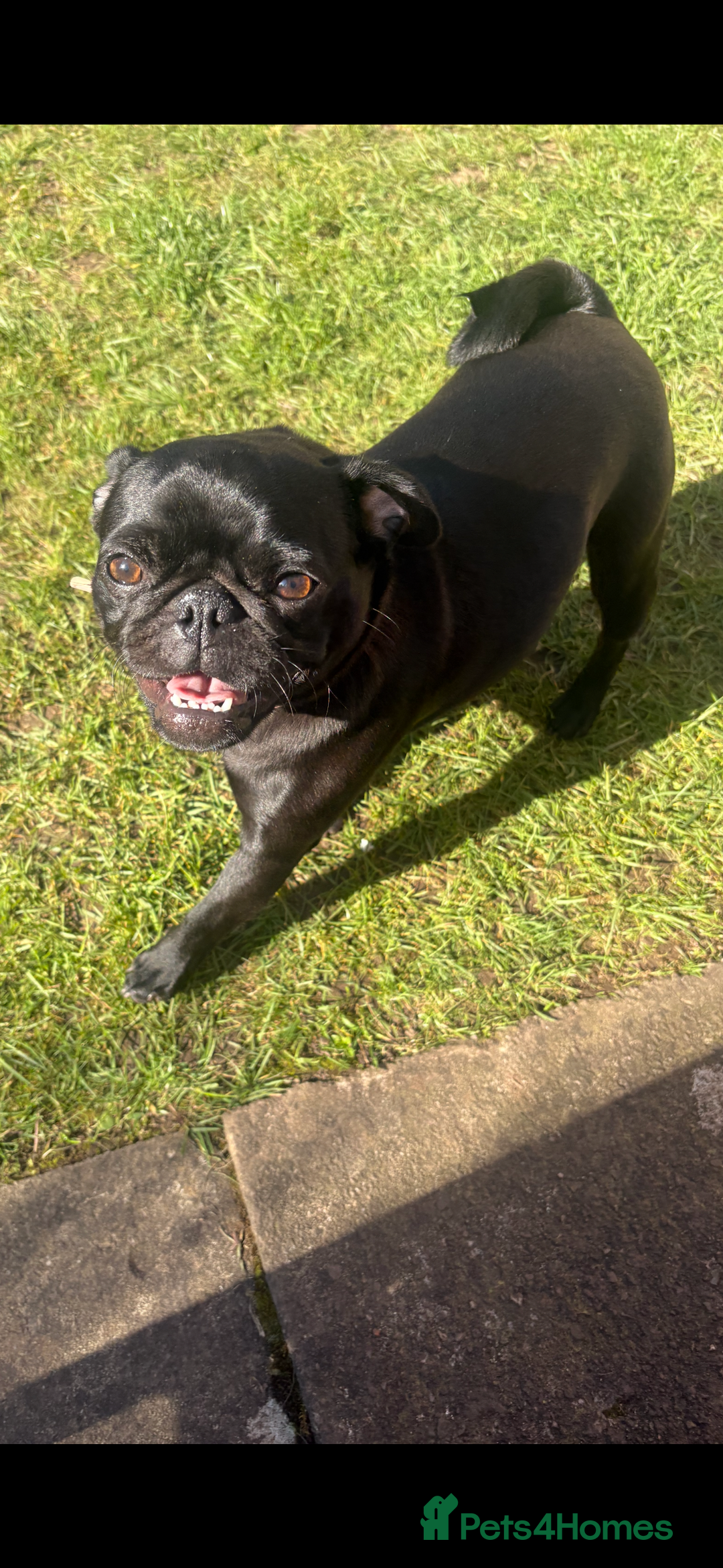 Pug dogs for sale: Beautiful pug sadly for sale - Image 1