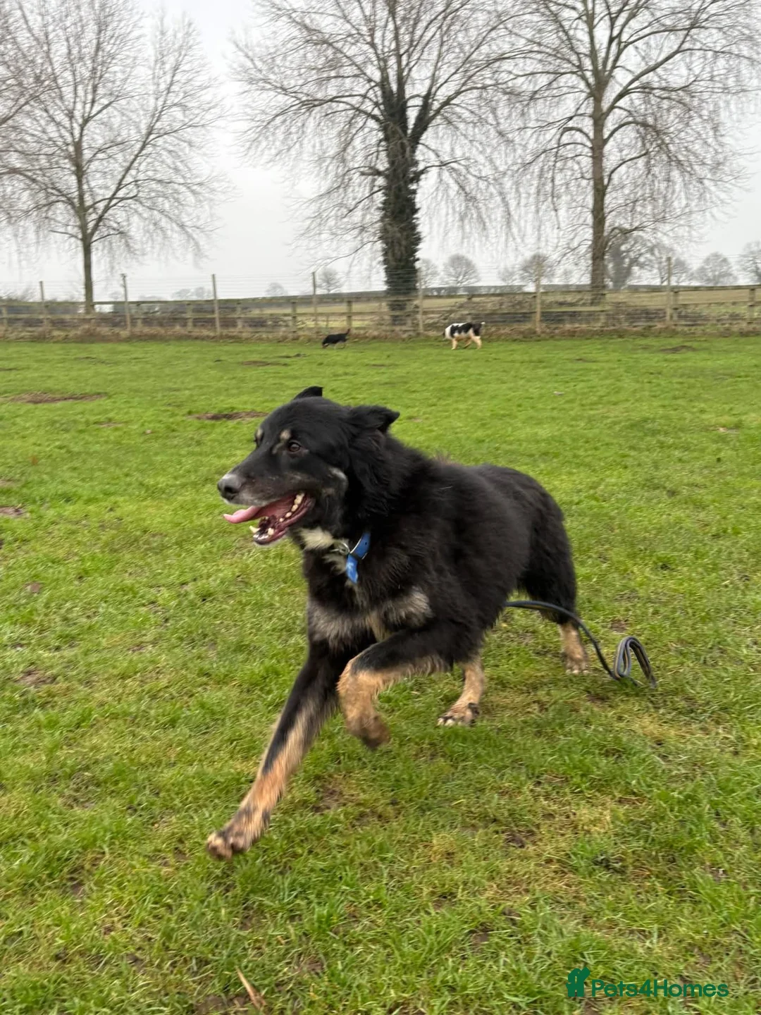 Mixed Breed dogs for adoption: Waffle - Norwich Norfolk  - Advert 15
