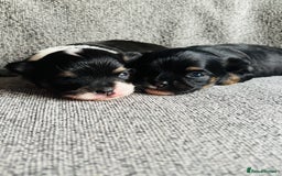 Chihuahua dogs for sale: Beautiful little chihuahua girl - Advert 5
