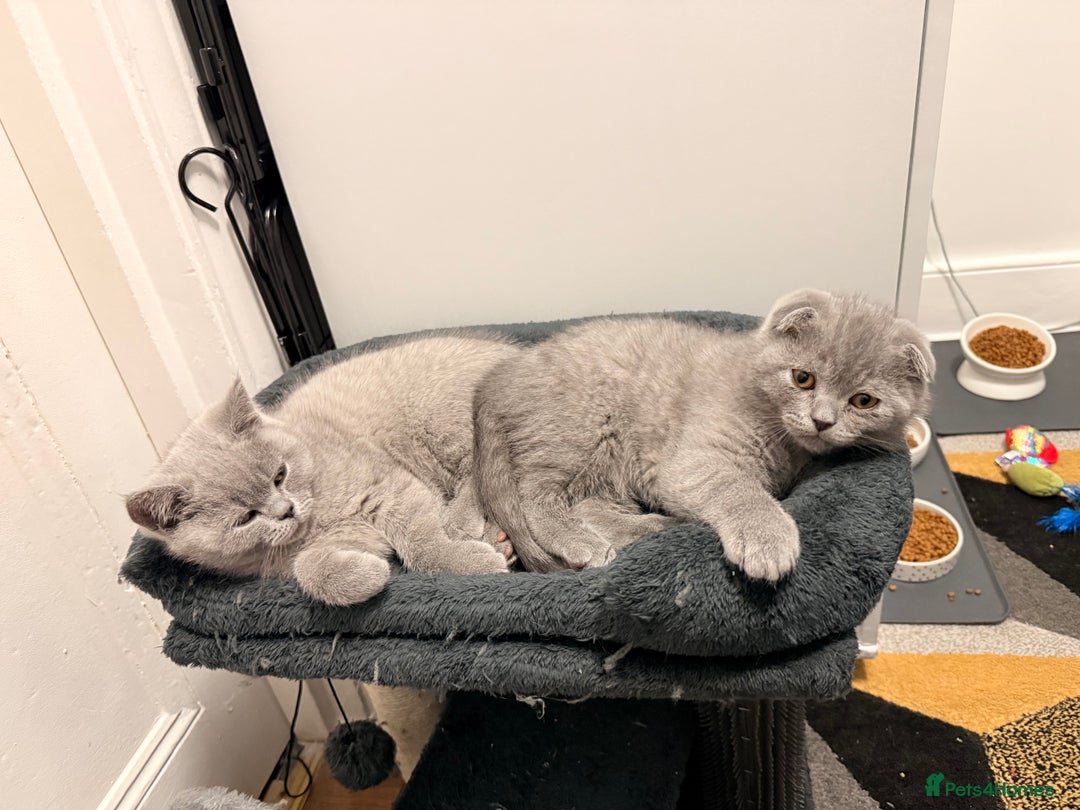 Scottish Fold cats for sale: Scottish Fold&British Shorthair.Vaccinated&Ready - Advert 14