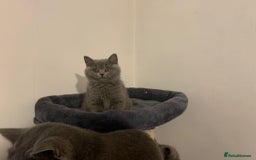 British Shorthair cats for sale: STUNNING BRITISH SHORTHAIR KITTENS  - Image 8