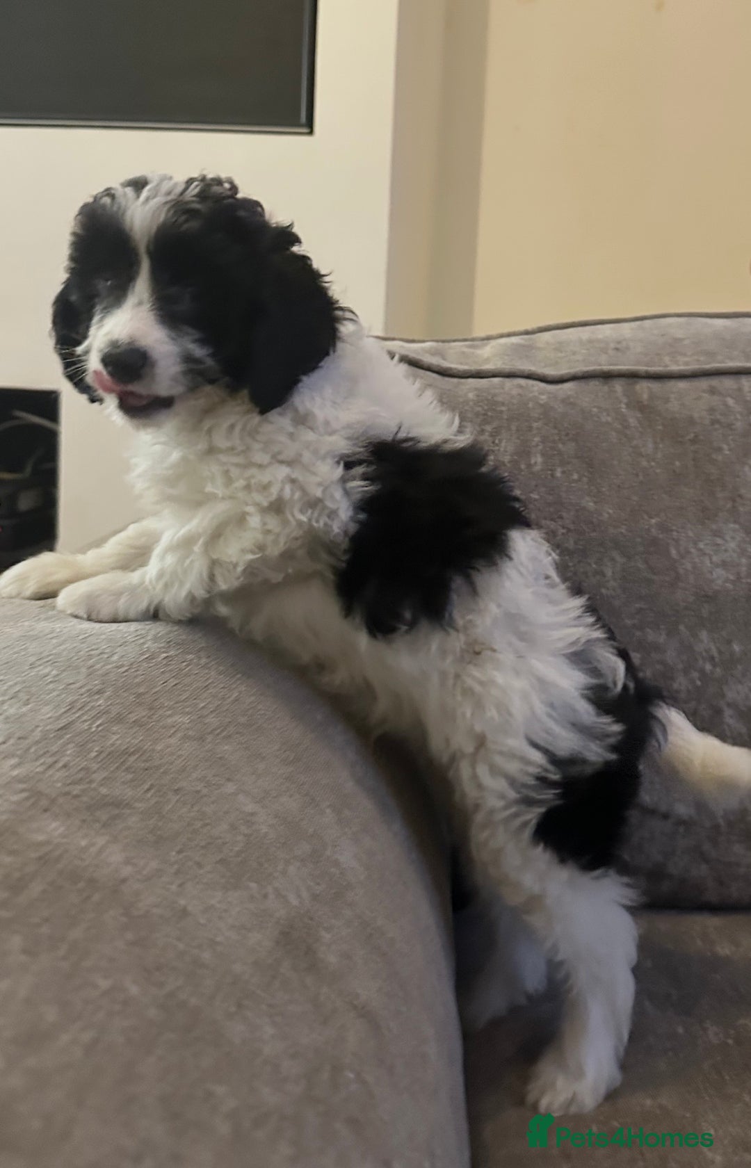 Cockapoo dogs for sale: Beautiful cockapoos for sale - Advert 16